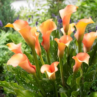 Calla Cameleon - duża paczka! - 10 szt.