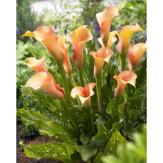 Calla Cameleon - duża paczka! - 10 szt.