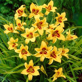 Liliowiec Bonanza - duża paczka! - 10 szt.