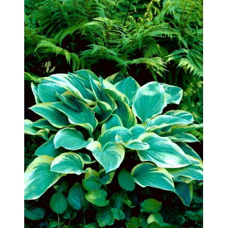 Funkia - Hosta Tambourine - duża paczka! - 10 szt.