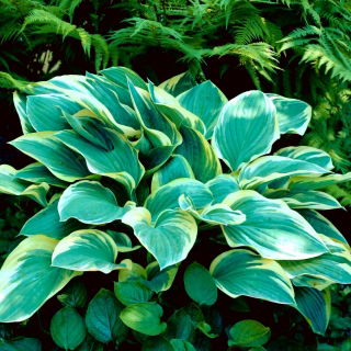 Funkia - Hosta Tambourine - duża paczka! - 10 szt.