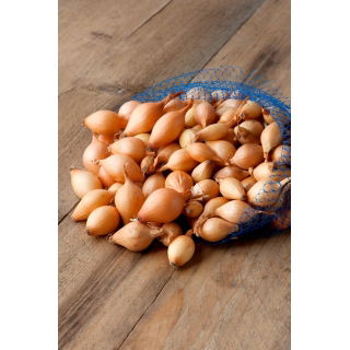 Cebula dymka - Sturon - żółta, bardzo ceniona - 10 kg