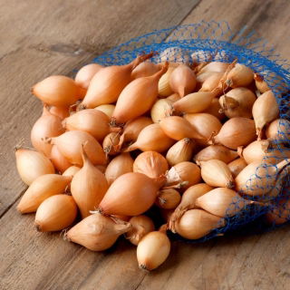 Cebula dymka - Sturon - żółta, bardzo ceniona - 10 kg
