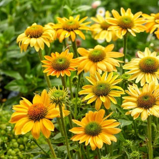 Jeżówka żółta - Mellow Yellows - duża paczka! - 10 szt.