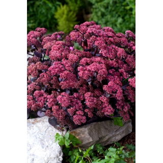 Rozchodnik Xenox - Sedum - sadzonka - duża paczka! - 10 szt.
