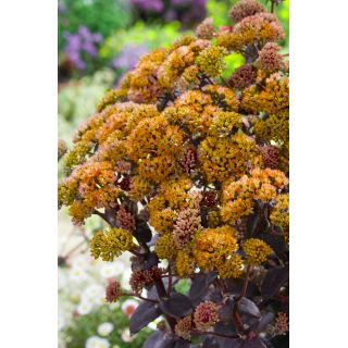 Rozchodnik Yellow Xenox - Sedum - sadzonka - duża paczka! - 10 szt.