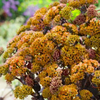 Rozchodnik Yellow Xenox - Sedum - sadzonka - duża paczka! - 10 szt.