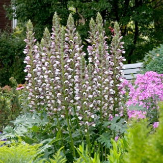 Akant miękki - Acanthus mollis - duża paczka! - 10 szt.