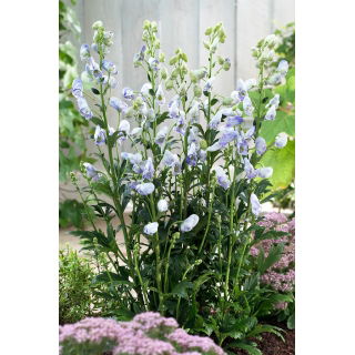 Tojad jasnoniebieski - Aconitum Cloudy - sadzonka - duża paczka! - 10 szt.