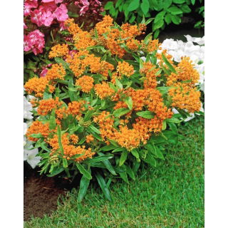 Trojeść bulwiasta - Tuberosa - sadzonka - duża paczka! - 10 szt.