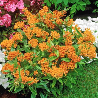 Trojeść bulwiasta - Tuberosa - sadzonka