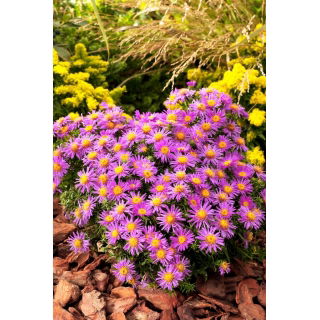 Aster krzaczasty - Alice Haslam