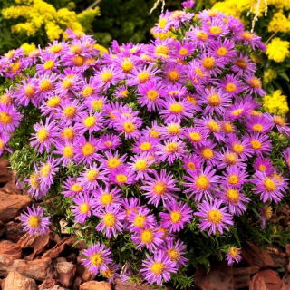 Aster krzaczasty - Alice Haslam
