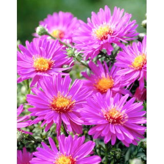 Aster krzaczasty - Anneke