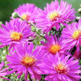 Aster krzaczasty - Anneke