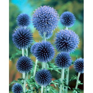Przegorzan Taplow Blue - błękitny