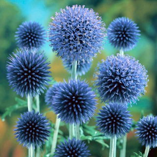 Przegorzan Taplow Blue - błękitny