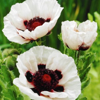 Mak wschodni - Perry's White - 1 szt.