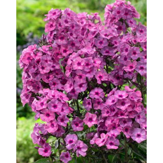 Floks (Phlox) - Płomyk wiechowaty - Classic Cassis - 1 szt.