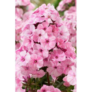 Floks (Phlox) - Płomyk wiechowaty - Picasso - 1 szt.