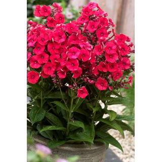 Floks (Phlox) - Płomyk wiechowaty - Grenadine Dream - 1 szt.