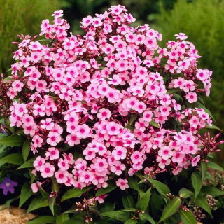 Floks (Phlox) - Płomyk wiechowaty - Miss Pepper - duża paczka! - 10 szt.