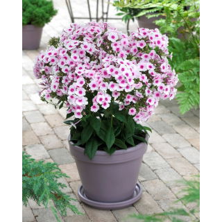 Floks (Phlox) - Płomyk wiechowaty - Swizzle - 1 szt.