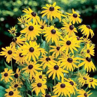 Rudbekia - Goldsturm - duża paczka! - 10 szt.