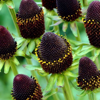 Rudbekia - Green Wizard - duża paczka! - 10 szt.