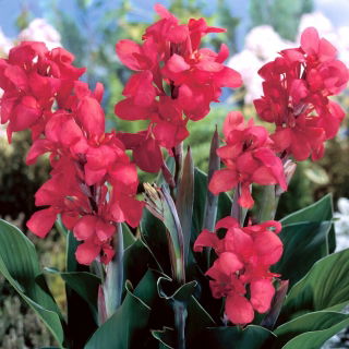 Kanna - Crimson Beauty - duża paczka! - 10 szt.