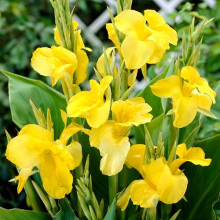 Kanna żółta - Yellow