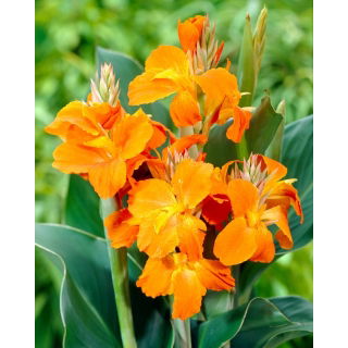 Kanna pomarańczowa - Orange - duża paczka! - 10 szt.