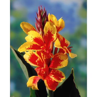 Kanna żółto-czerwona - Yellow-Red