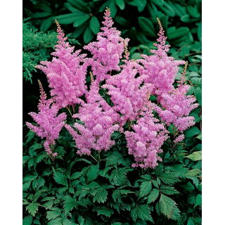 Tawułka Amethyst - fioletoworóżowa - duża paczka! - 10 szt.