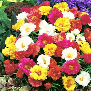 Portulaka pełna