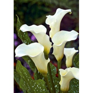Calla białokremowa - Albomaculata - duża paczka! - 10 szt.