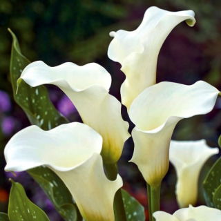 Calla białokremowa - Albomaculata - duża paczka! - 10 szt.