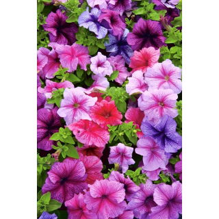 Petunia - Mieszanka balkonowa