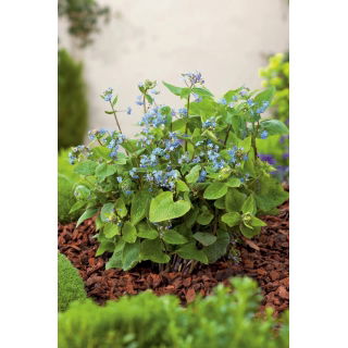 Brunera wielkolistna - Brunnera Macrophylla - duża paczka! - 10 szt.