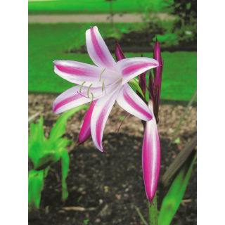Crinum - Cintho Alfa - duża paczka! - 10 szt.
