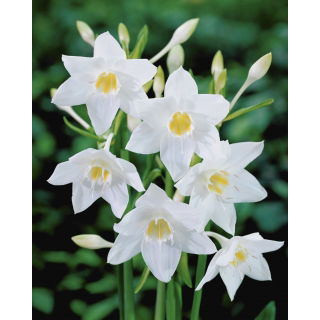 Lilia amazońska - Eucharis amazonica - duża paczka! - 10 szt.