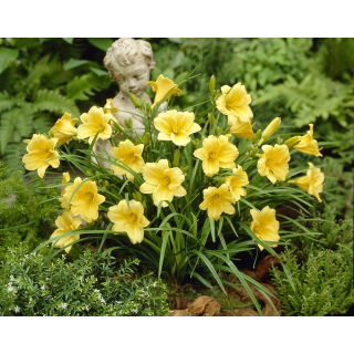 Liliowiec Stella D'oro - duża paczka! - 10 szt.