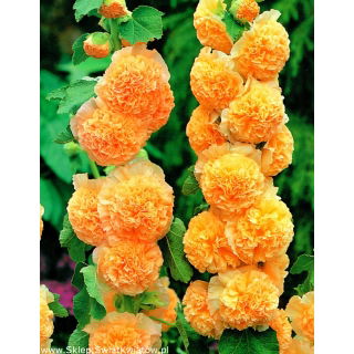 Malwa pomarańczowa - Orange - duża paczka! - 10 szt.