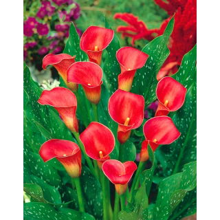 Calla czerwona - Red - duża paczka! - 10 szt.