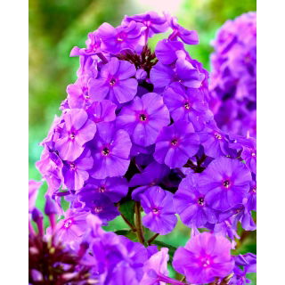 Floks (Phlox) - Płomyk wiechowaty - fioletowy - duża paczka! - 10 szt.