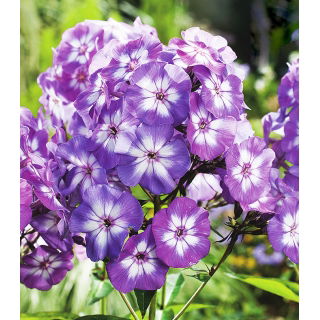 Floks (Phlox) - Płomyk wiechowaty - Laura - duża paczka! - 10 szt.