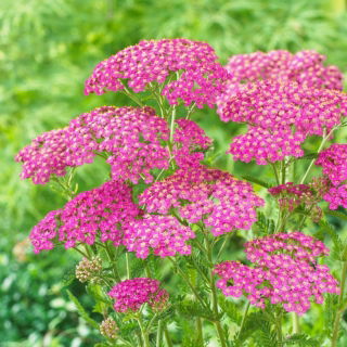 Krwawnik pospolity - Lilac Beauty - fioletowy - duża paczka! - 10 szt.