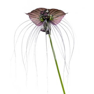 Kwiat nietoperz - Tacca chantrieri Black - duża paczka! - 10 szt.