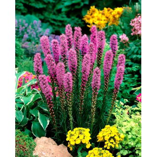 Liatra kłosowa purpurowa - Liatris Spicata Purple - duża paczka! - 100 szt.