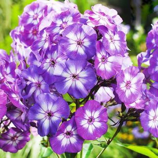 Floks (Phlox) - Płomyk wiechowaty - Laura - duża paczka! - 10 szt.